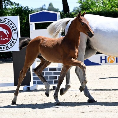 Colt by Casino Toulon out of Kathinka by Levisonn - Landor S | Breeder: Werner Weddehage, Nikolausdorf