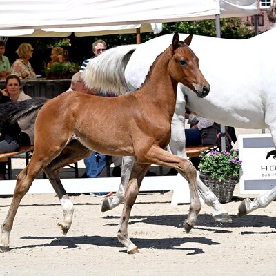 Colt by Casino Toulon out of Kathinka by Levisonn - Landor S | Breeder: Werner Weddehage, Nikolausdorf