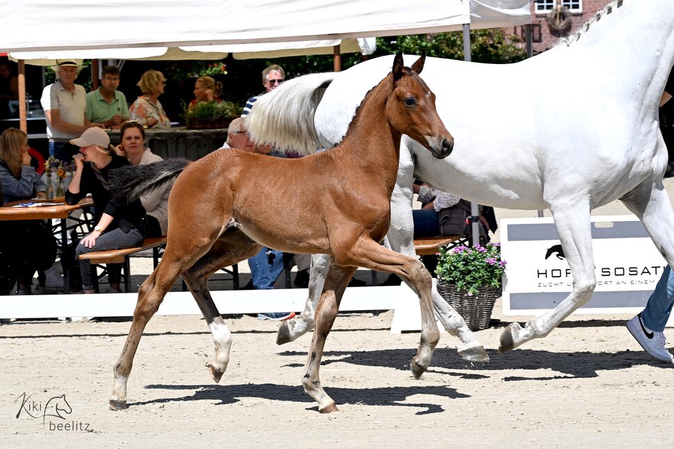 Colt by Casino Toulon out of Kathinka by Levisonn - Landor S | Breeder: Werner Weddehage, Nikolausdorf