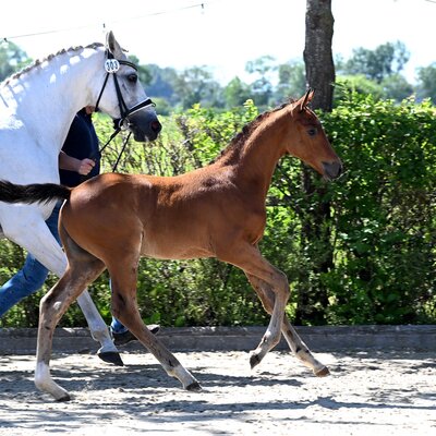 Colt by Casino Toulon out of Kathinka by Levisonn - Landor S | Breeder: Werner Weddehage, Nikolausdorf
