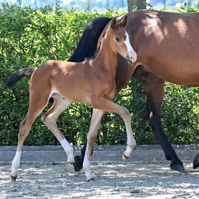 Filly by Casino Toulon out of Lady Corlina by Casiro - Corlensky G | Breeder: Hendrik Sosath, Lemwerder