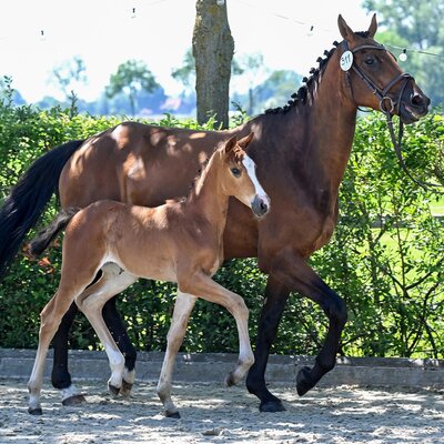 Filly by Casino Toulon out of Lady Corlina by Casiro - Corlensky G | Breeder: Hendrik Sosath, Lemwerder