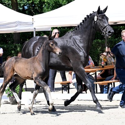 Filly by Casino Toulon out of Cadenta by Cador - Quincento | Breeder: Hendrik Sosath, Lemwerder