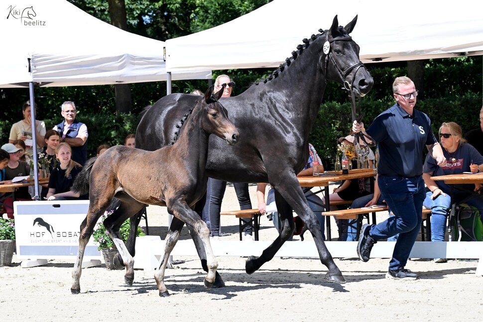 Filly by Casino Toulon out of Cadenta by Cador - Quincento | Breeder: Hendrik Sosath, Lemwerder