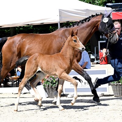 Colt by Casino Toulon out of Camilla by Corlensky G - Catoki | Breeder: Rainer Böning, Berne