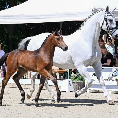 Filly by Casino Toulon out of Catania by Coupe de Couer - Espri | Breeder: ZG Hoekstra-Siemer, Westerstede