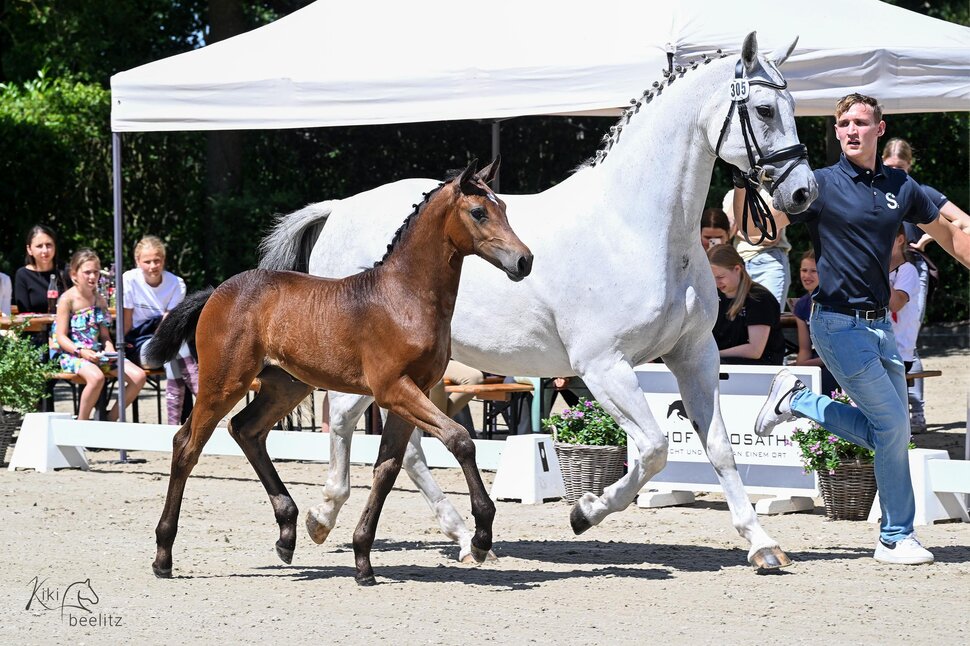 Filly by Casino Toulon out of Catania by Coupe de Couer - Espri | Breeder: ZG Hoekstra-Siemer, Westerstede