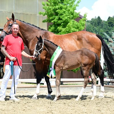 Foal champion in Austria by Casino Toulon x Diamant | Breeder: Roland Mencigar