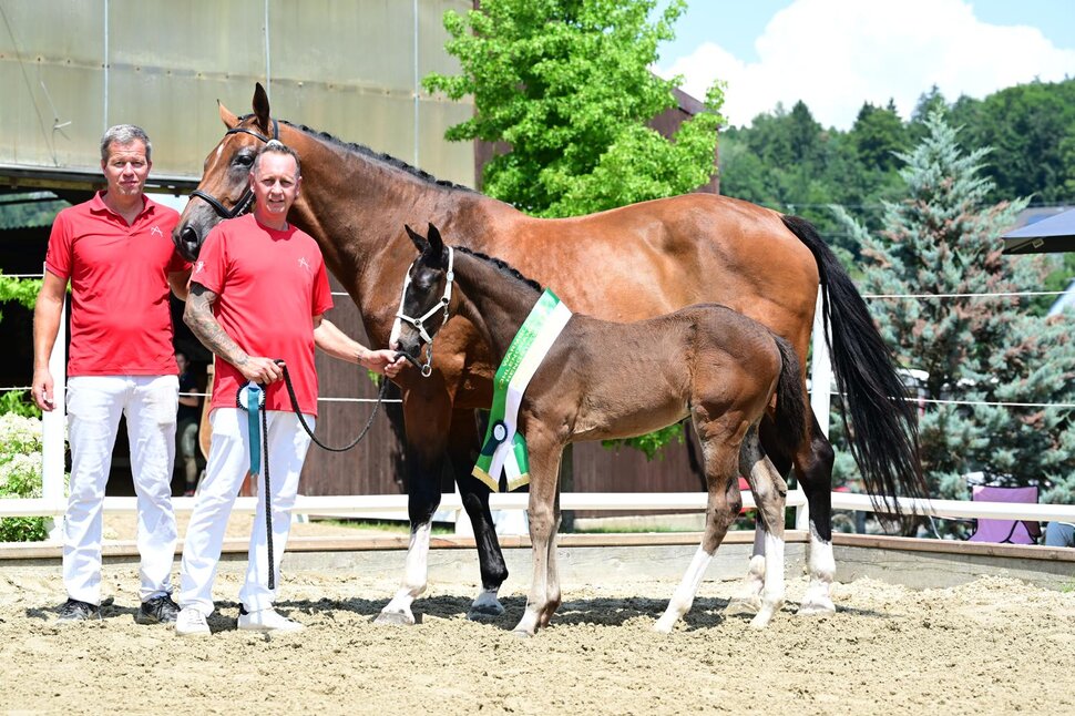 Foal champion in Austria by Casino Toulon x Diamant | Breeder: Roland Mencigar