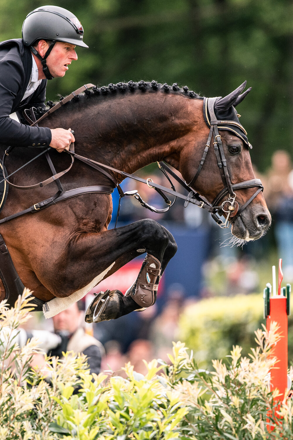 Casino Grande by Casino Berlin out of Baccara by Contact Me - Landadel | Breeder: Gerd Sosath, Lemwerder 