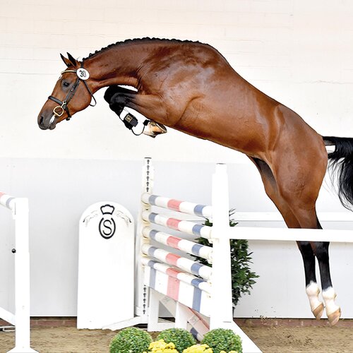 Casino Grande by Casino Berlin out of Baccara by Contact Me - Landadel | Breeder: Gerd Sosath, Lemwerder (Germany)