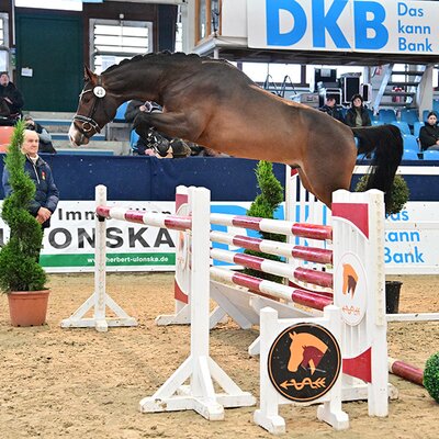 DSP Premium Stallion by Casino Grande - Acolito | Breeder: Otto Krone, Söhlde 