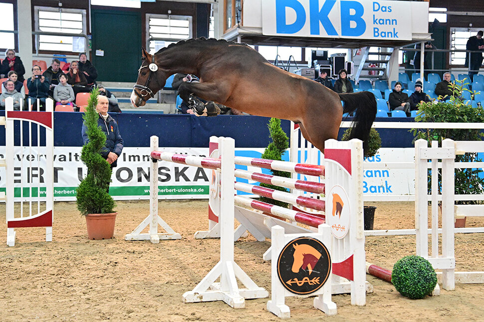 DSP Premium Stallion by Casino Grande - Acolito | Breeder: Otto Krone, Söhlde 