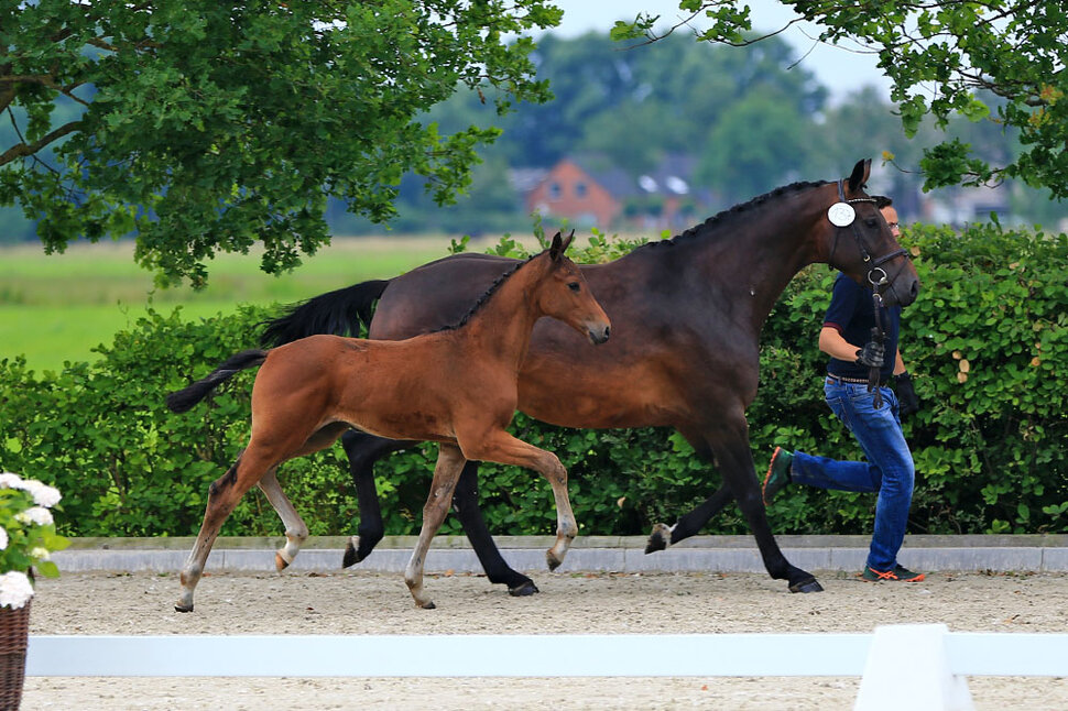 Colt by Casino Grande out of Lalique by Quincento - Landor S | Breeder: Gerd Sosath, Lemwerder (Germany)