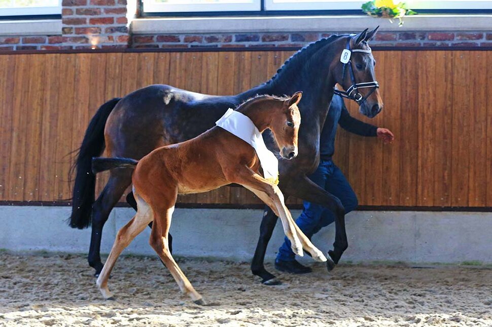 Colt by Casino Grande out of Chillibee by Stalypso - Caprilli | Breeder: Erich Stevens, Molbergen (Germany)