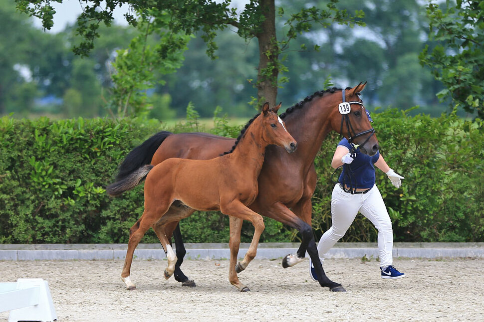 Colt by Casino Grande out of Carlotta by Clinton I - Pablo | Breeder: Petra Bode, Bockhorn (Germany)