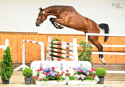 OS-Siegerstute Lady Grande von Casino Grande aus der Lady Heida II von Landor S - Contender | Züchter: Gerd Sosath, Lemwerder