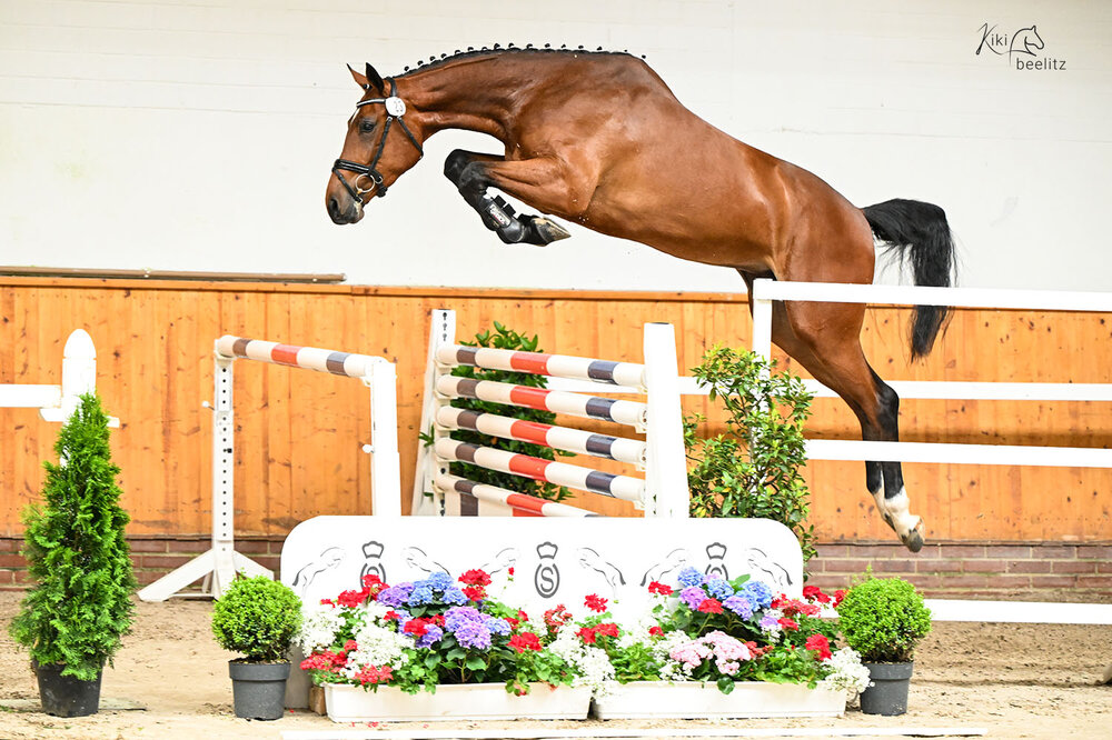 OS-Siegerstute Lady Grande von Casino Grande aus der Lady Heida II von Landor S - Contender | Züchter: Gerd Sosath, Lemwerder