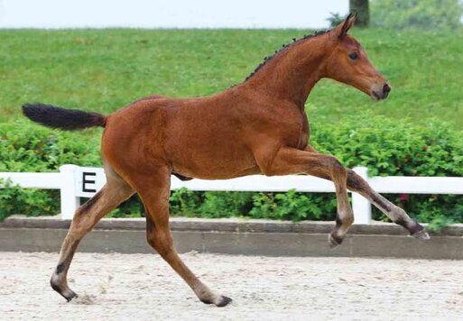 Lady Cassina von Casino Grande aus der Lady Diamantina von Diamant de Semilly - Landor S | Züchter:  Sportpferdezucht Uwe&Katja Ehrlich Gbr, Meißen