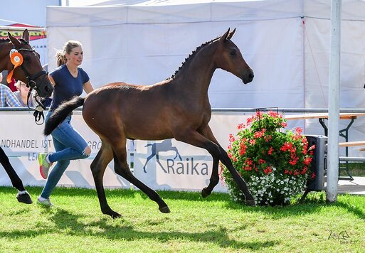 LandtageNord-Champon 2024 von Casino Grande - Concetto Famos | Z.: ZG Schnau/Dijksterhuis | © Beelitz / Gerstenkorn