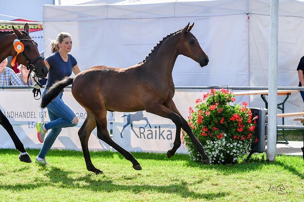 LandtageNord-Champon 2024 von Casino Grande - Concetto Famos | Z.: ZG Schnau/Dijksterhuis | © Beelitz / Gerstenkorn