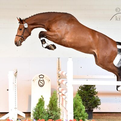 Lady Cadora by Catoki out of Lady Heida II by Landor S - Contender | Breeder: Gerd Sosath, Lemwerder (Germany)