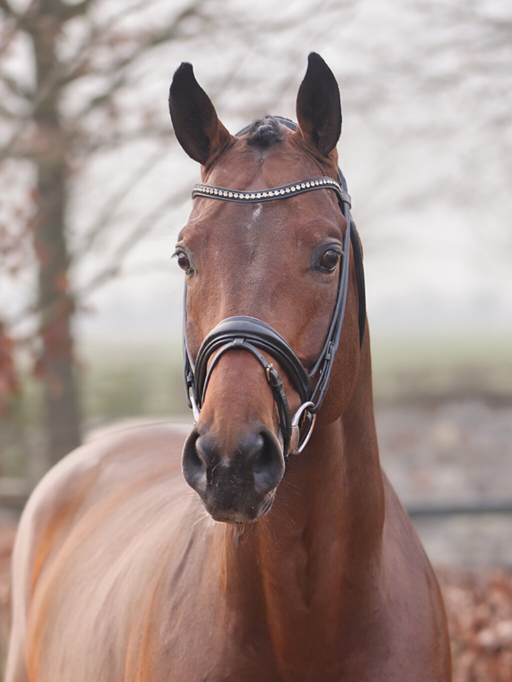 Clear Heart Z by Casall SEM out of Mjanghøj's Count on me Z by 3Q Coulthard - A'Khan Z |Breeder: Torben Nielsen and Eva Jørgensen , Denmark
