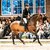 Clear Heart Z by Casall SEM out of Mjanghøj's Count on me Z by 3Q Coulthard - A'Khan Z |Breeder: Torben Nielsen and Eva Jørgensen , Denmark