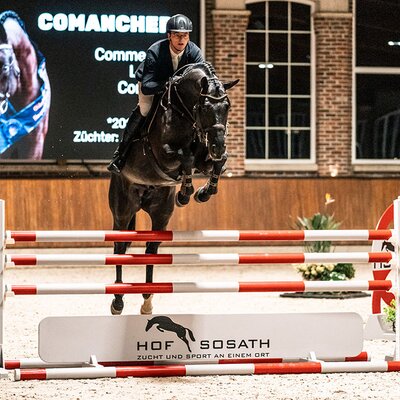 Comanchero von Comme Prévu aus der Lady Heida II von Landor S - Contender | Züchter: Gerd Sosath, Lemwerder 