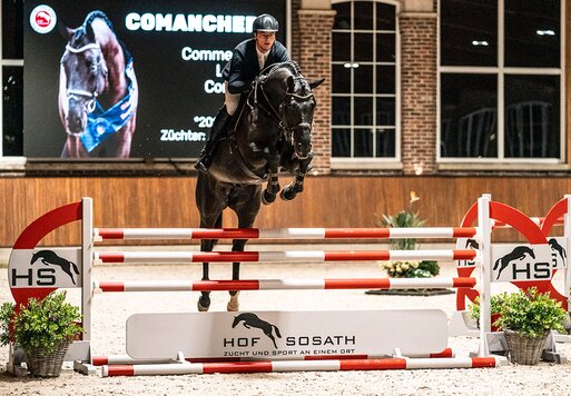 Comanchero von Comme Prévu aus der Lady Heida II von Landor S - Contender | Züchter: Gerd Sosath, Lemwerder 