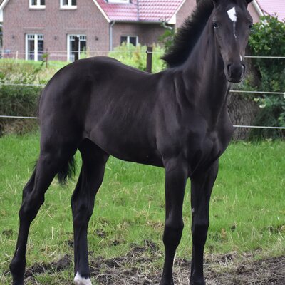 Stutfohlen von Comanchero aus der Diacomtess von Diarado x Cormint | Züchter: Hubert Neitzel 