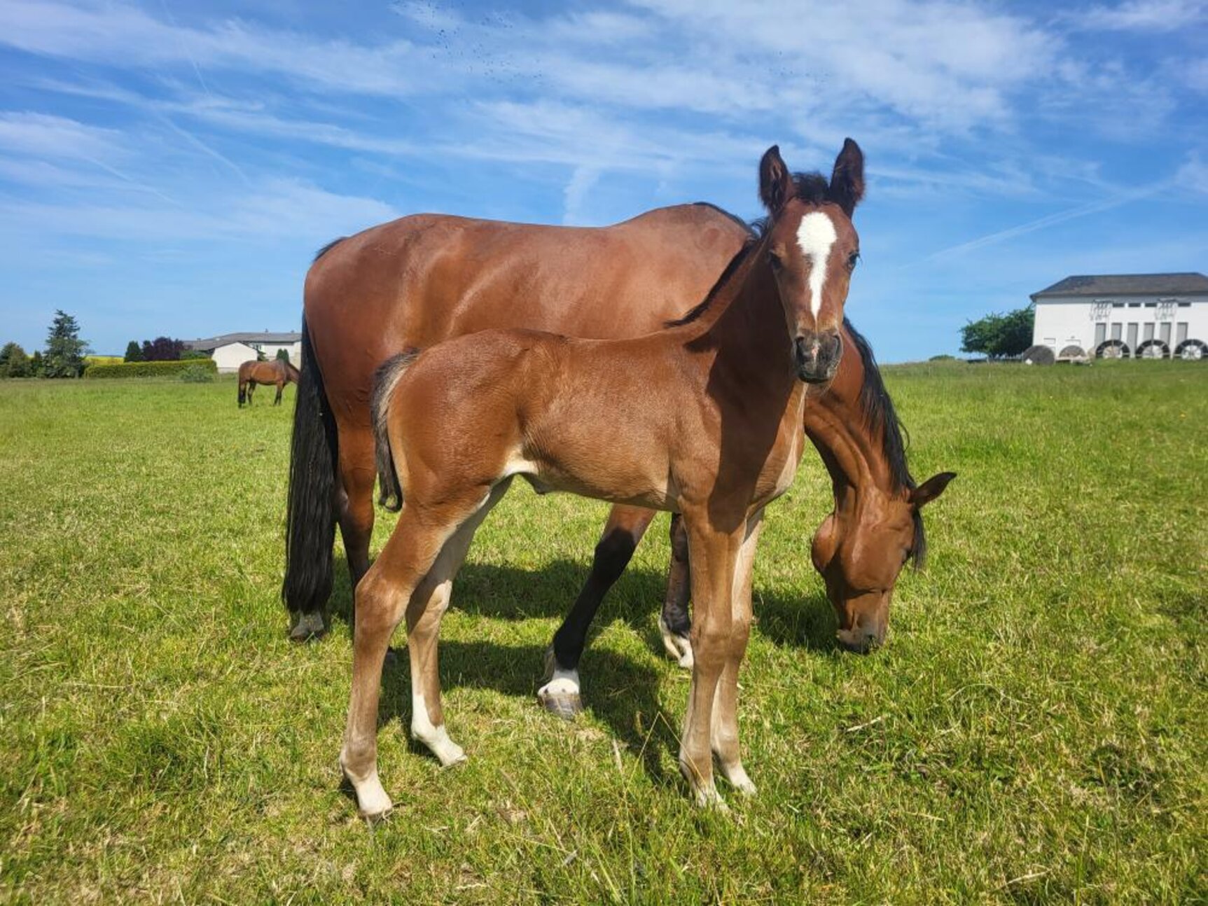 Comanchero Willkommen auf der Hengststation Sosath Hof Sosath