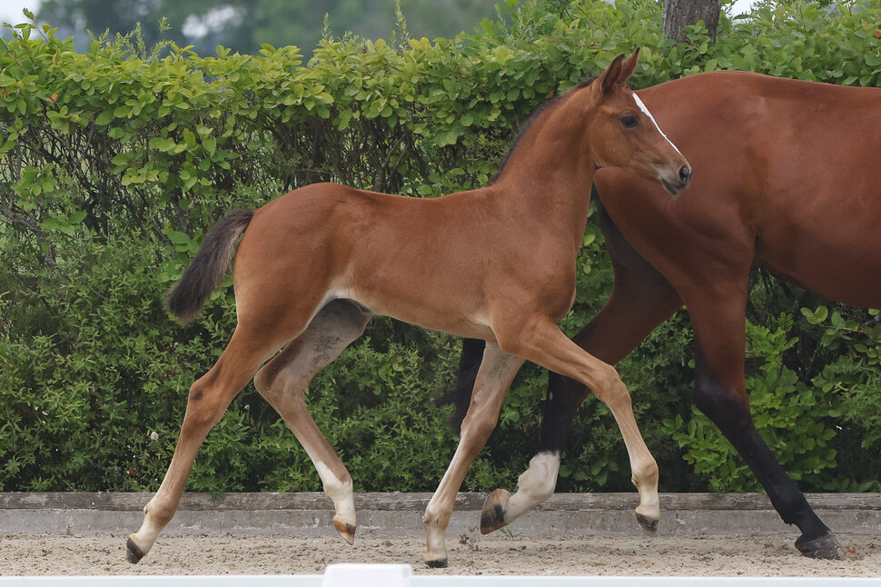 Filly by Comanchero out of La Vita by Lordanos x Bouton D'Or IV | Breeder: Nicole Arno Zell, Weisel