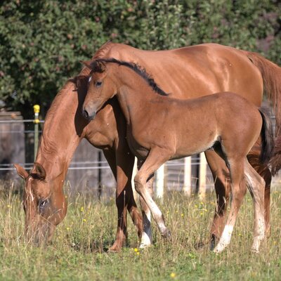 Stutfohlen v. Comme Prévu a.d. Diva v. Davidoff | Züchter: Dürig