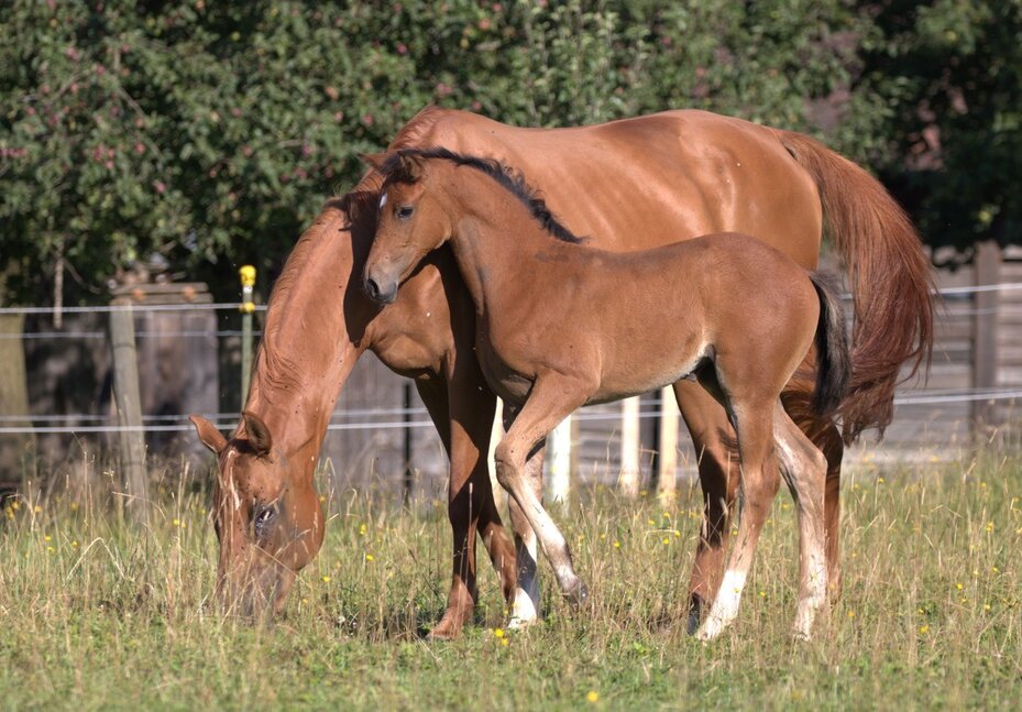 Stutfohlen v. Comme Prévu a.d. Diva v. Davidoff | Züchter: Dürig