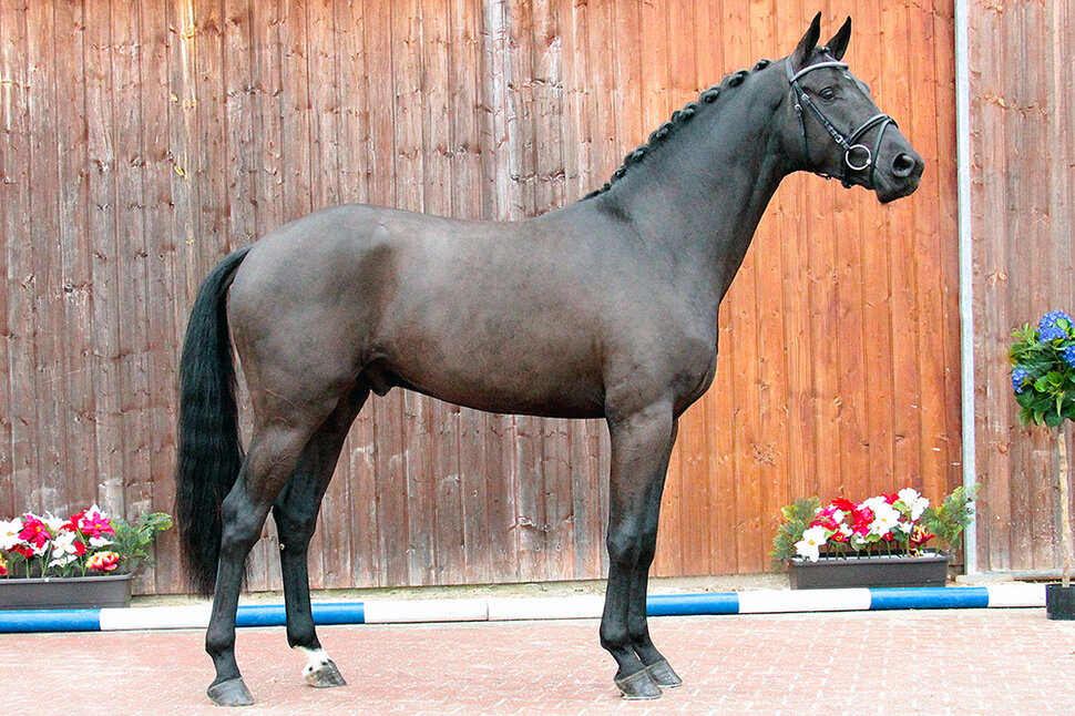 Licensed stallion by  Comme Prévu out of Cassandra by Cador x Lordanos | Breeder: Finn Tomforde, Kutenholz