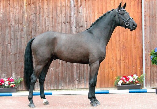 Gekörter Hengst von Comme Prévu aus der Cassandra von Cador x Lordanos | Züchter: Finn Tomforde, Kutenholz