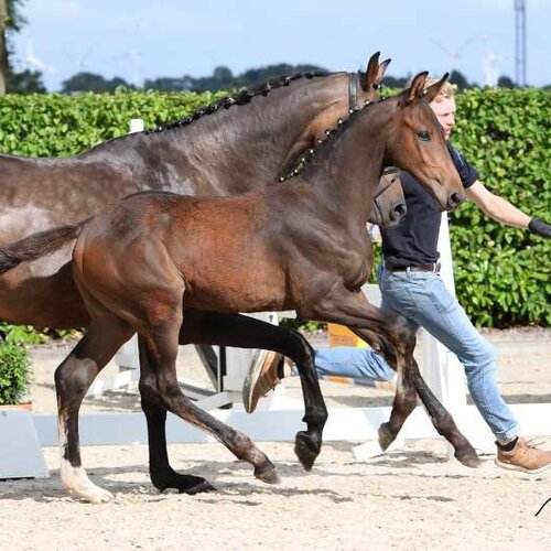 Colt by Comme Prévu x Castino | Breeder: Gerd Sosath, Lemwerder