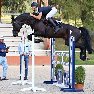 Polnischer Champion von Comme Prévu aus der Cassandra von Cador x Lordanos | Züchter: Finn Tomforde, Kutenholz