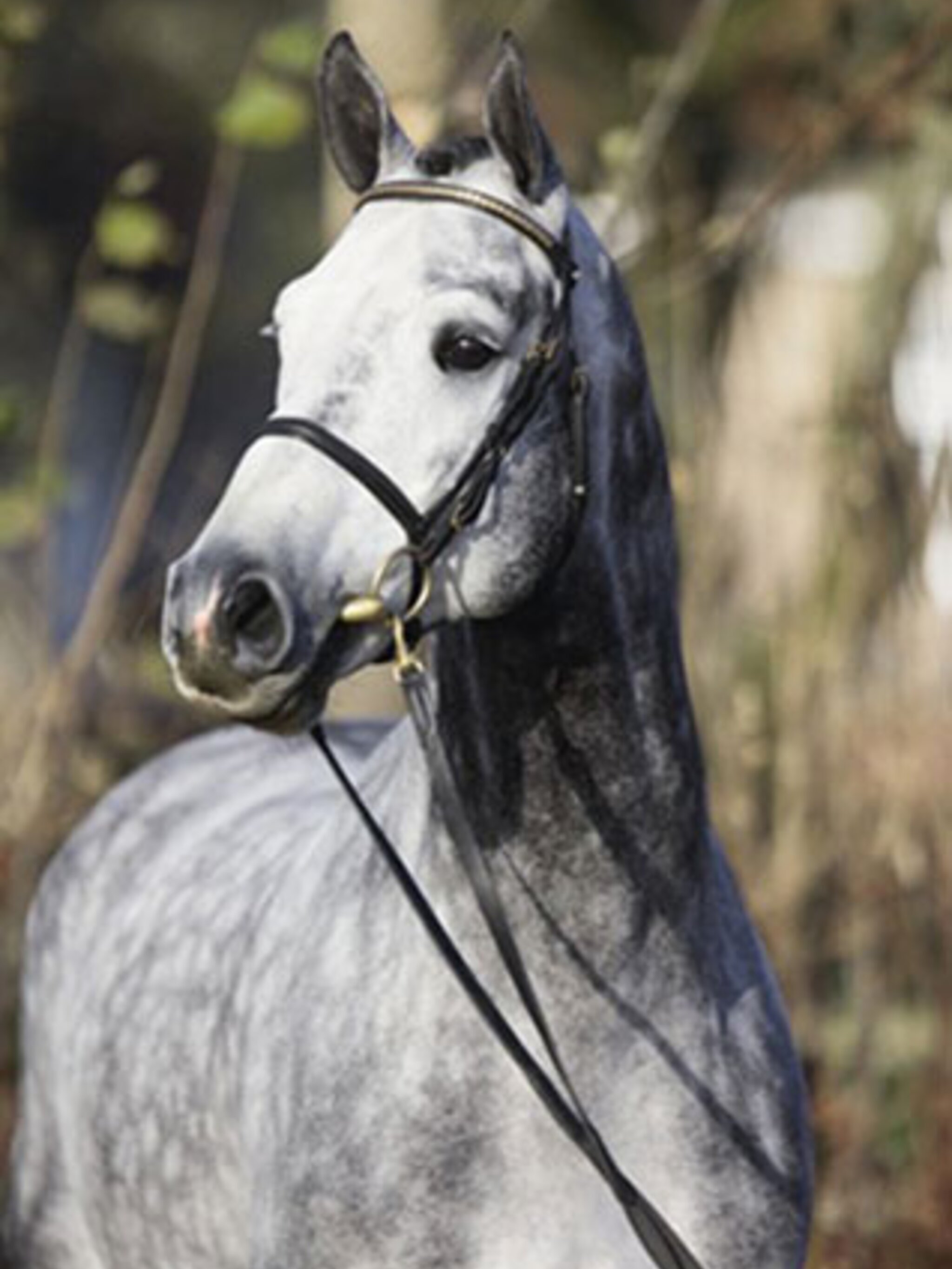 Corlensky G to the Sosath Stallion Station Hof Sosath