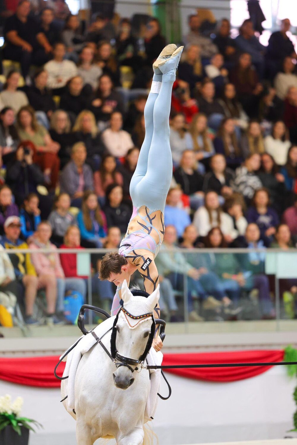 Cleiner Onkel T OLD von Corlensky G aus der Fantaska von Azaro - Grannus | Züchter: Gerold Tönjes, Ganderkesee
