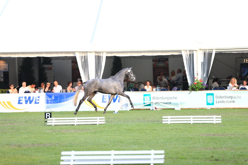 Hollywood by Corlensky G out of Heideglück by Landadel - Godehard | Breeder: Gerd Sosath, Lemwerder