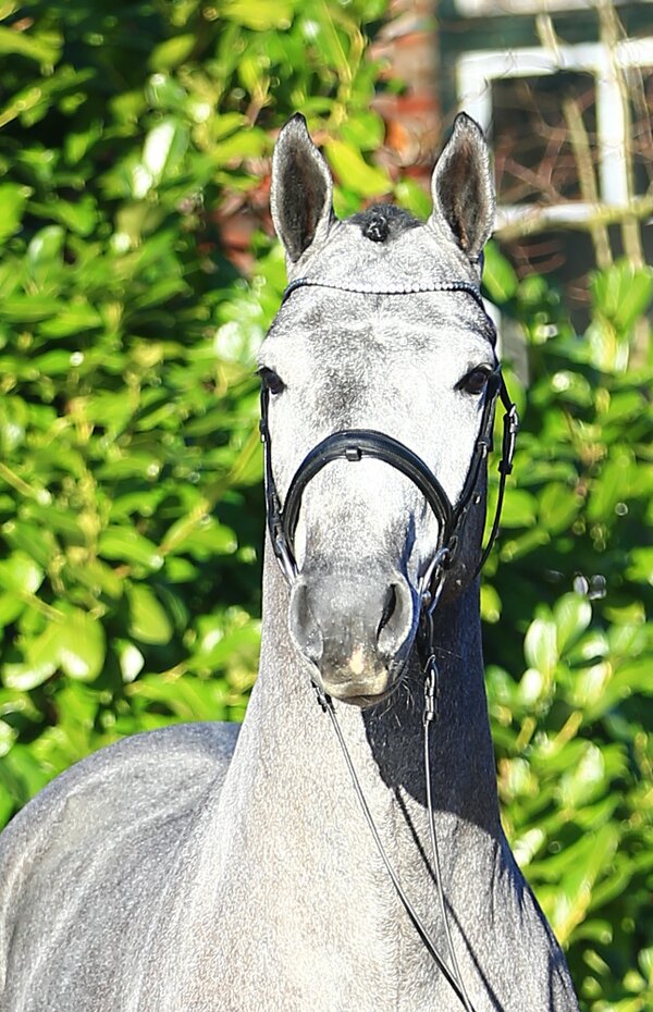 Cyber by Calido out of Salomee by Canturo - Sandro Boy | Breeder: Gerd Sosath, Lemwerder (Germany)