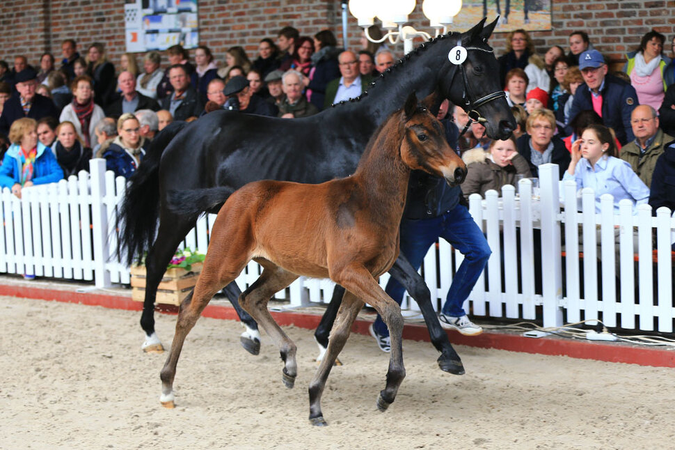 Filly by Diamant de Plaisir out of Charisma by Contendro I - Eiger I | Breeder: Karl-Heinz Engel, Garbsen (Germany)