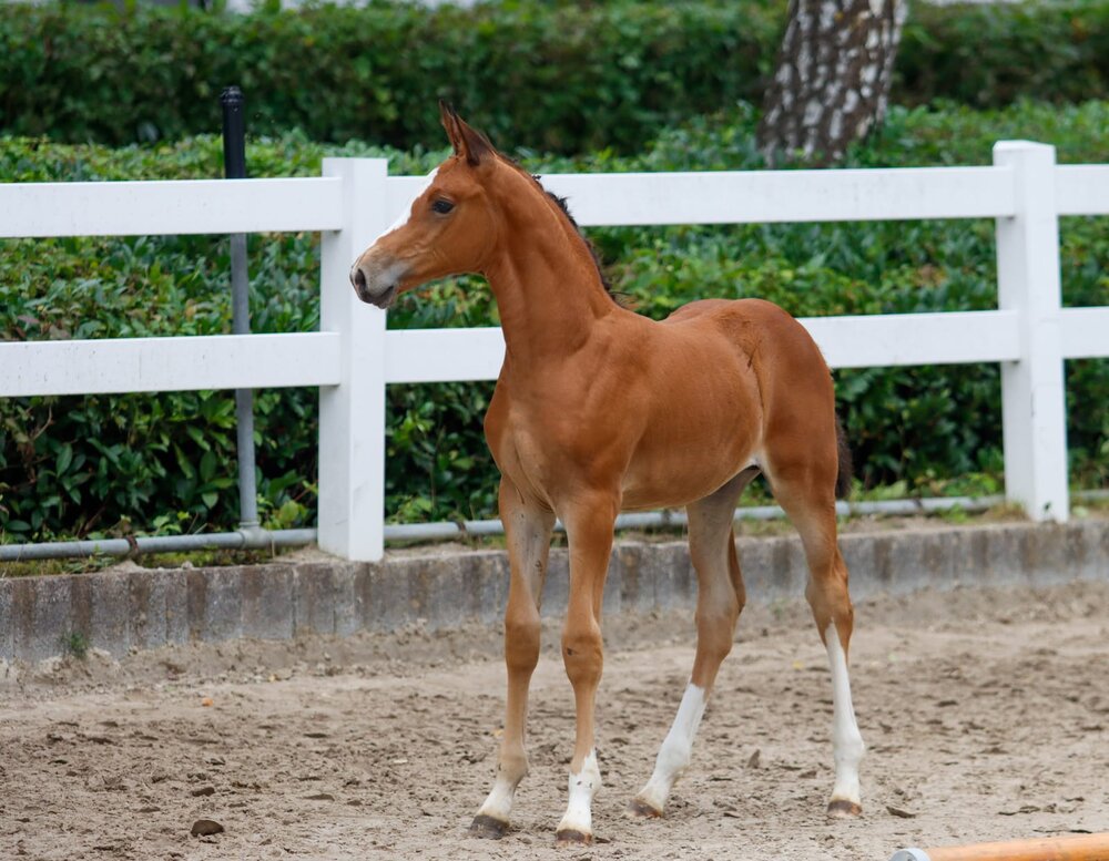 Elite Stutfohlen mit Auktionszulassung von Diamant de Plaisir II aus der Cantana von Coronas - Cassini I | Züchter ZG Malett-Flues 