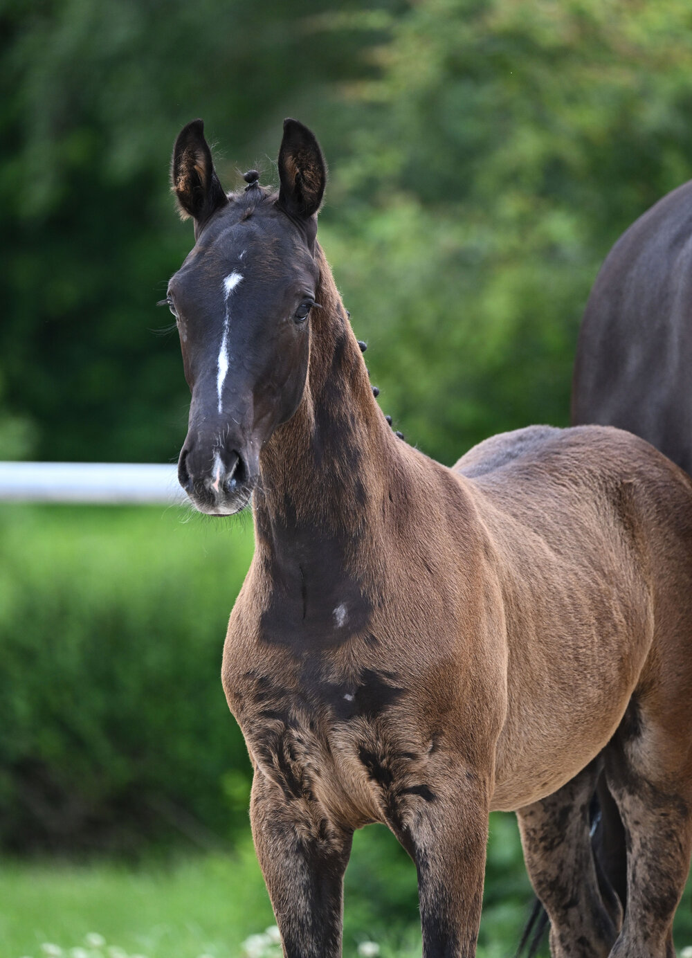 Hengstfohlen v. Diamant de Plaisir II - Stakkato Gold | Züchter: Martin und Isabella Joas, Gerolfingen