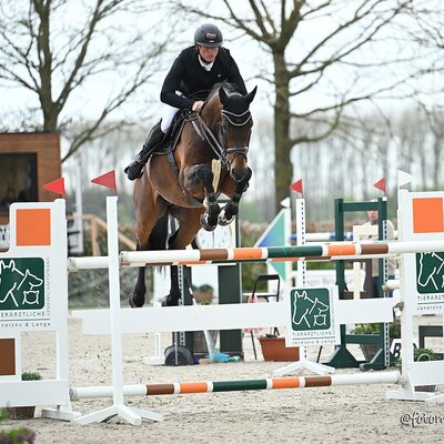 Diamant de Plaisir II von Diamant de Semilly aus der Lady Pleasure von For Pleasure x Landor S | Züchter: Gerd Sosath, Lemwerder  