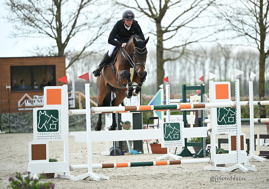 Diamant de Plaisir II von Diamant de Semilly aus der Lady Pleasure von For Pleasure x Landor S | Züchter: Gerd Sosath, Lemwerder  