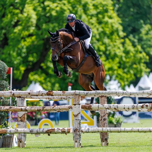 Diamant de Plaisir II by Diamant de Semilly out of Lady Pleasure by For Pleasure x Landor S | Breeder: Gerd Sosath, Lemwerder   | © Stefan Lafrentz