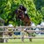 Diamant de Plaisir II by Diamant de Semilly out of Lady Pleasure by For Pleasure x Landor S | Breeder: Gerd Sosath, Lemwerder   | © Stefan Lafrentz